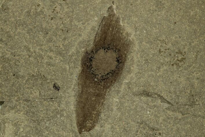Fossil Plant (Ailanthus) Samara - Green River Formation, Utah #215563